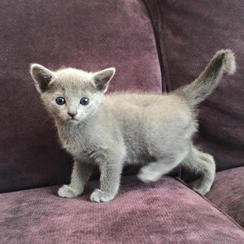 russian blue kattunge