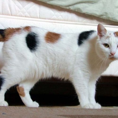 japanese bobtail katt